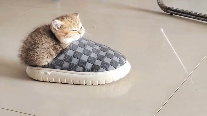 "Who on earth is raising these adorable cats?!"