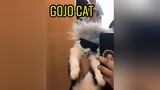 Gojo Cat shopeefinds gojo gojosatoru jjk jujutsukaisen catsoftiktok catto cat catcosplay anime