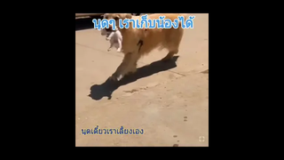 น้องหมาไปเดินเล่นเจอน้องเหมียวถูกทิ้งไว้ข้างทางน้องหมาจึงคาบกลับมาเลี้ยงที่บ้าน