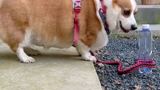 Tying up a corgi and a husky with water bottles—this IQ gap is pretty huge!