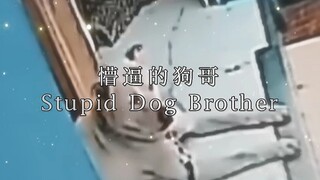 “Stupid Dog Brother” (Confused Dog Brother)
