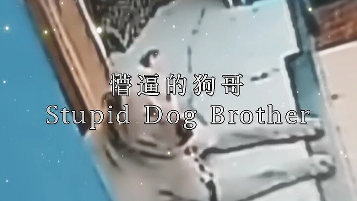 “Stupid Dog Brother” (Confused Dog Brother)