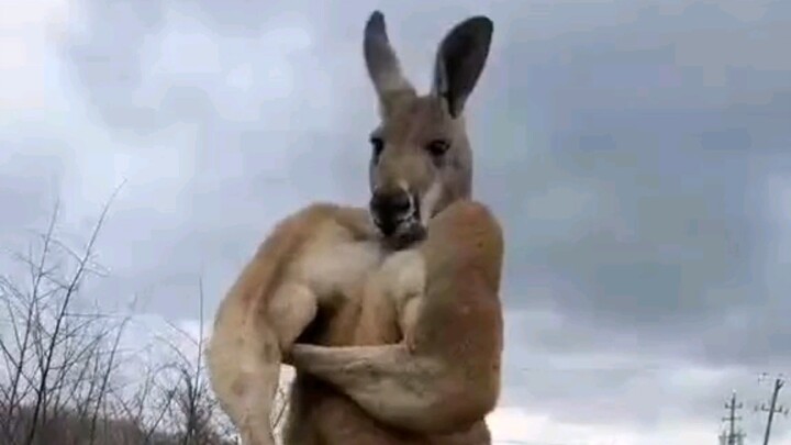 Ngay cả chú kangaroo tập gym cũng không tránh khỏi bị ăn một cú đấm trời giáng