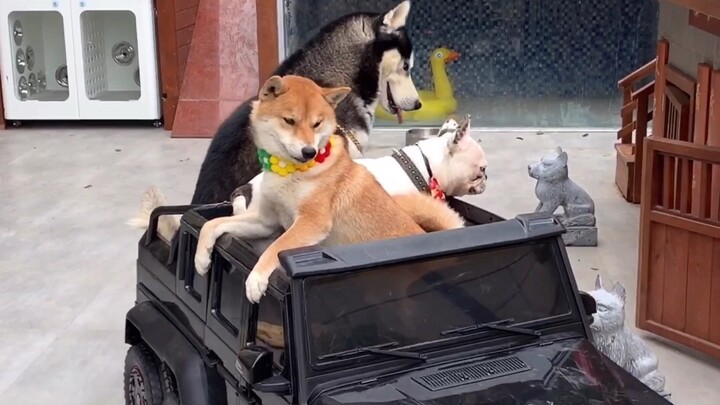 Chiếc G-Class 6x6 đã xuất hiện, giờ thì bảo tui đi, cái chuồng chó còn thiếu gì nữa?