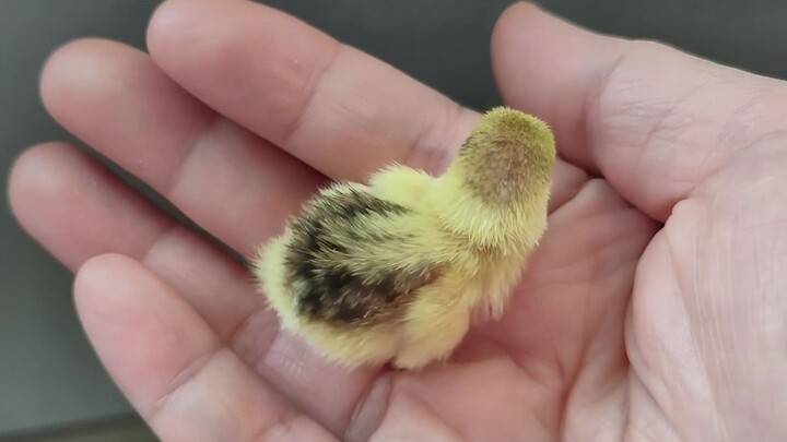 Diam-diam menyelipkan dua anak ayam ke ibu ayam, bayi ayam Luting benar-benar menggemaskan!