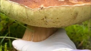 Dải giảm tốc – loạt cơ khí không thể cưỡng lại~