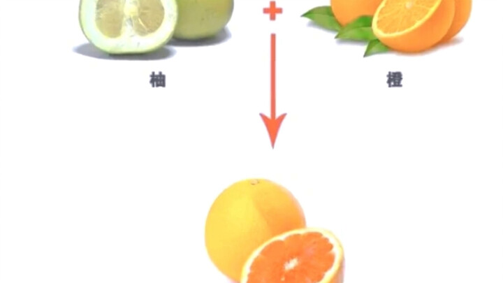 My Chaotic Citrus Fruit Family