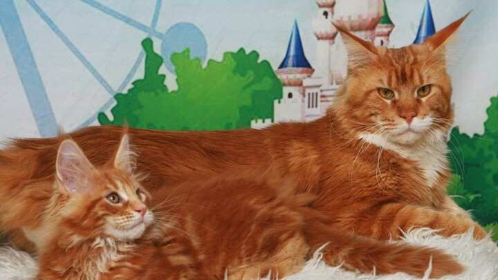cattery vladinesher \israel\