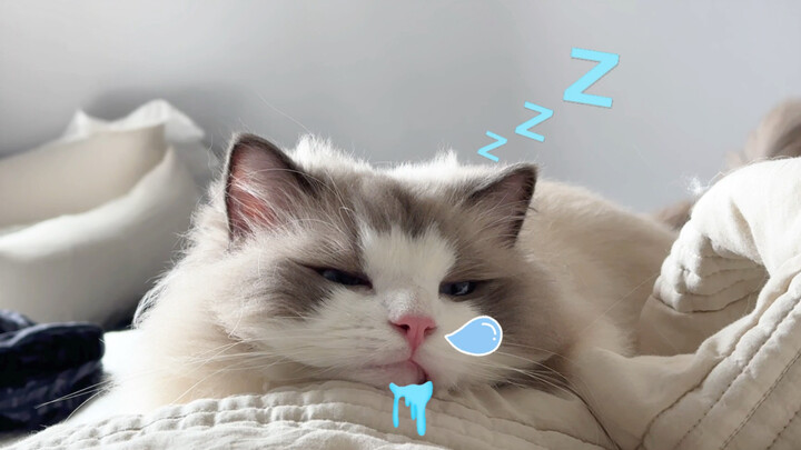 Đốt mèo hết pin rồi 🪫