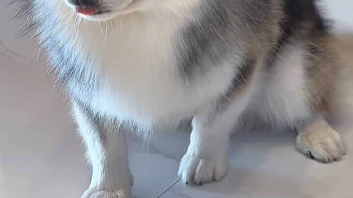 Is this the universal pose dogs strike after they’ve messed up worldwide...?