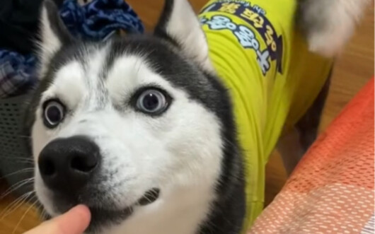 Anjing yang saya beli dengan uang, apa salahnya kalau saya cubit moncongnya?