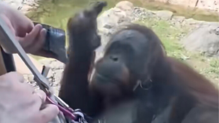 Kecerdasan orangutan jauh melampaui bayangan Anda