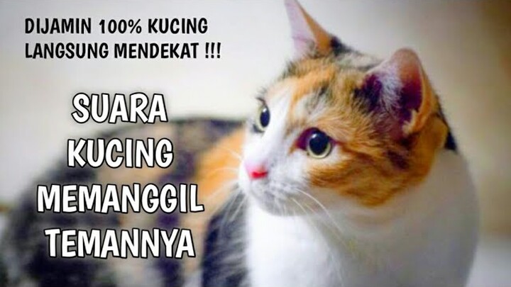 SUARA KUCING MEMANGGIL TEMANNYA Dijamin 100 % Kucing Segera Mendekat
