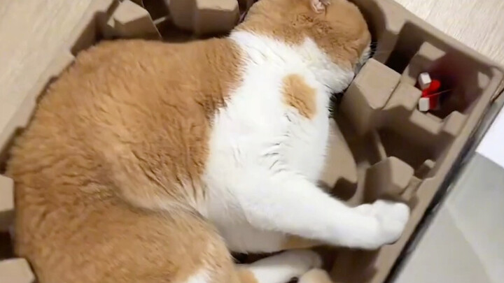 Xiao Mi Design – A design that’s more cat‑ergonomic