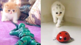 Cat Reaction to Playing Toy - Funny Cat Toy Reaction Compilation