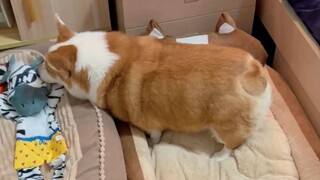 Khi sinh vật lạ xuất hiện trên giường của cún cưng, hãy xem phản ứng của chú chó nhà tôi