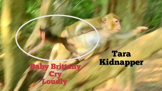 HEART BREAKING BABY MONKEY CRY... CRY... CRY...,BAD KIDNAPPER​ ​TARA KIDNAP BABY BRITTANY CRY LOUDLY