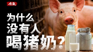 Lợn có thể sản xuất sữa, vậy tại sao ít người uống sữa? [Food Records]