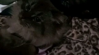 meet my furr.baby Midoo