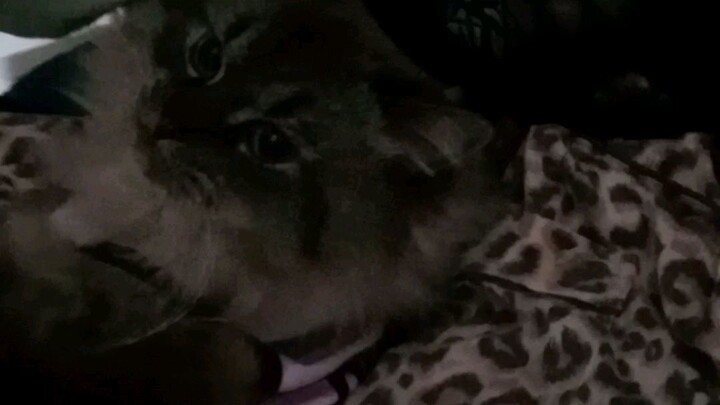 meet my furr.baby Midoo