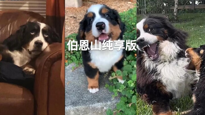 Anjing Bernese mengirimkan permintaan kencan kepadamu
