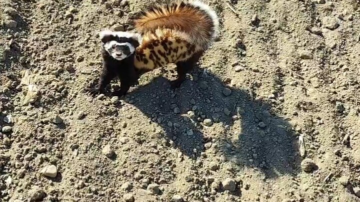 Pine Marten: Still chasing me, huh! I’ll just drop dead right in front of you—go explain that to Unc