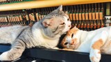 Bermain piano "Proud of You" ditemani oleh dua kucing