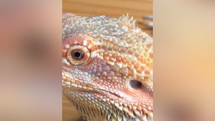 beardeddragon ored anhkhiênghòm dragon fyp foryoupage