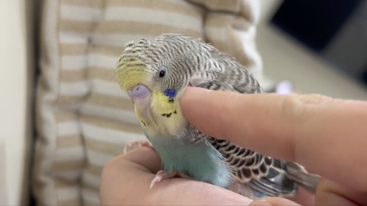 Little Scratching ❤️🐤