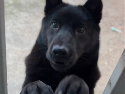 The adorable big black dog at grandpa's house