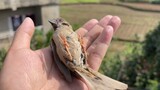 A Sparrow Stole Food And Stuck Between The Windows. It's A Lucky Bird