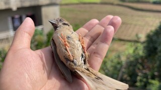 麻雀偷吃被卡玻璃隔层，不得不说它很幸运