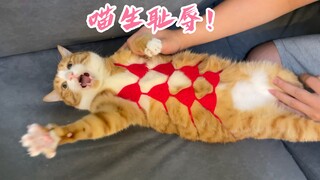 شكرًا للمعجبين على الهدايا التي أرسلوها، ميماو سعيدة جدًا ∠( ᐛ 」∠)_