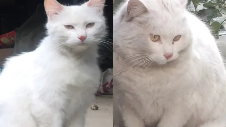 What Does That Cute Cat Look Like After Two Years?