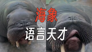 Experience the powerful language ability of the walrus, which can listen and speak very accurately.