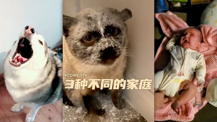 Households with Many Huskies vs. Households with a Baby vs. Households with Neither Huskies Nor a Ba