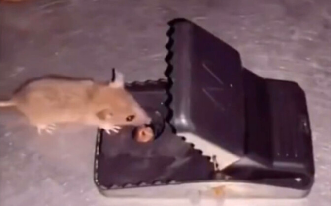 Ternyata tikus tidak berkomunikasi satu sama lain, dan yang terakhir sangat menyedihkan