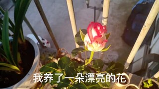 我养了一朵漂亮的花