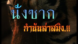 นั่งซาก.กำนันก่ำล่าสมิง.!