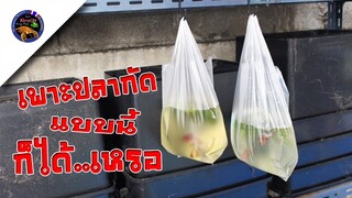 เพาะปลากัดแบบนี้ก็ได้เหรอเดี๋ยวรู้กันจะได้หรือไม่ได้สไตล์korattv