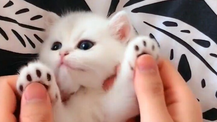 Super-cute British Shorthair silver-shaded kitten—its owner is playing and frolicking with it; it’s 