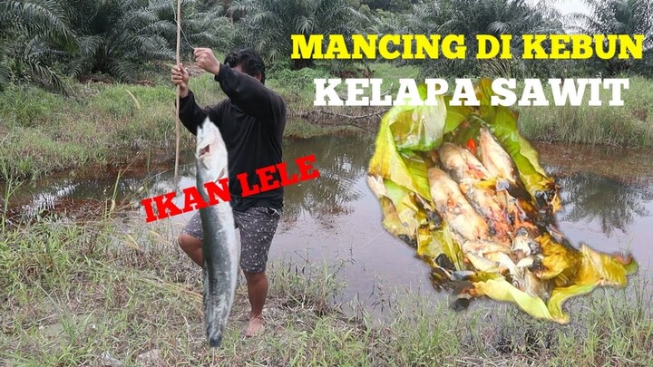 EMEJING GAISS !!! BAKAR IKAN LELE PAKAI TANAH LIAT !!! MANCING DI KEBUN KELAPA SAWIT - PA DING DING