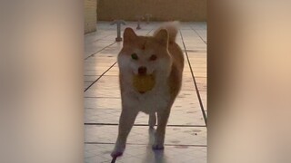 Chạy kiểu gì cute vậy 🐶 pet dog funny foryou foryoupage