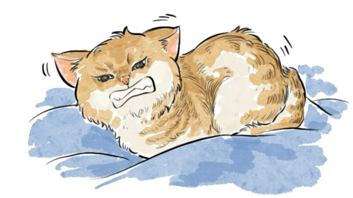 Cat: What are you doing!