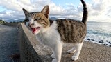 Saat saya pergi ke pantai, seekor anak kucing lucu menyambut saya di tanggul