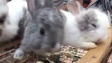 [Thú cưng] Mấy em thỏ ở chợ phiên đáng yêu và ngoan quá đi~