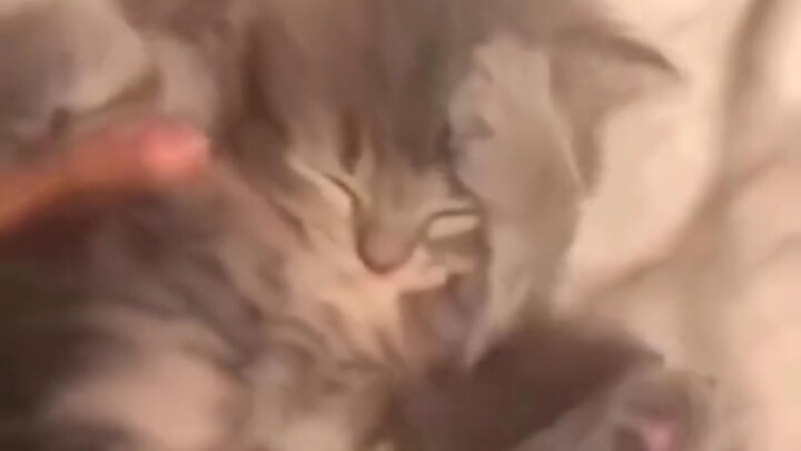 [Cute Kitty] This is what you’re like when you don’t want to get out of bed for 8 a.m. class