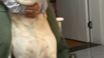 Dog: No, I have to die today, right?