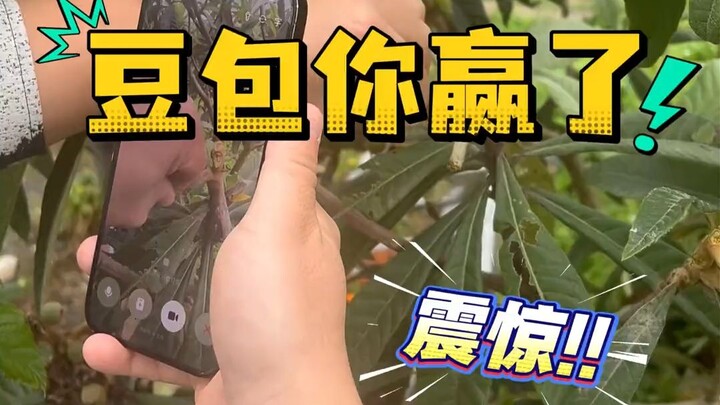 Learning to thin the loquat tree fruits with Doubao—why does the ending feel off?