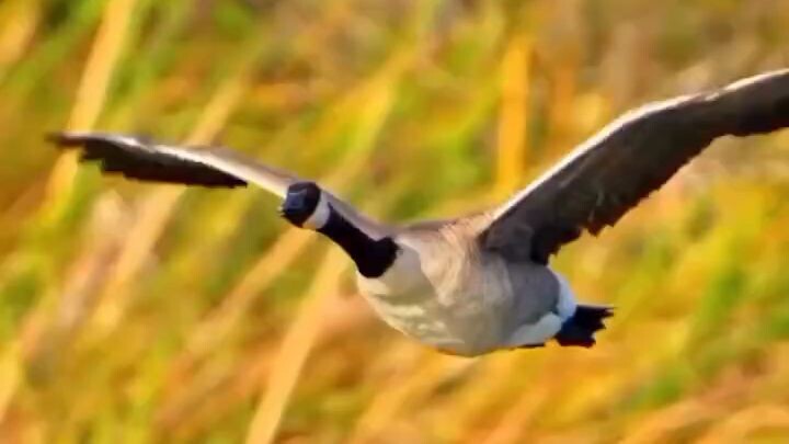 🪶 Canada Geese in Flight